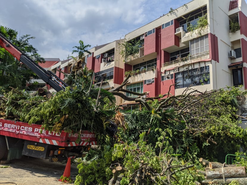 The fallen tree at Kismis Court condominium photographed on March 2, 2021.