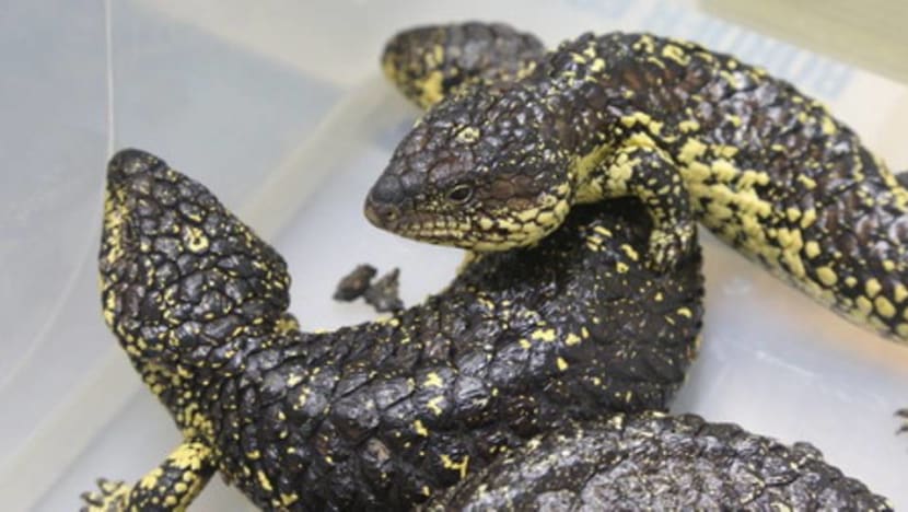 10 native lizards seized from passenger’s luggage at Sydney Airport