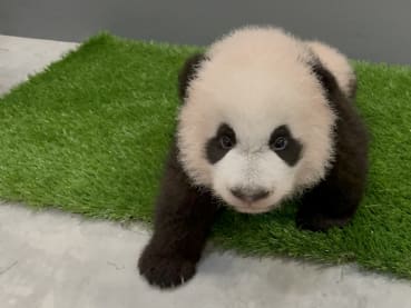 Singapore’s panda cub is turning 100 days old and he's finally getting a name in December