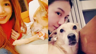 Hebe Tien’s 16-Year-Old Dog Just Passed Away After Suffering From Seizures