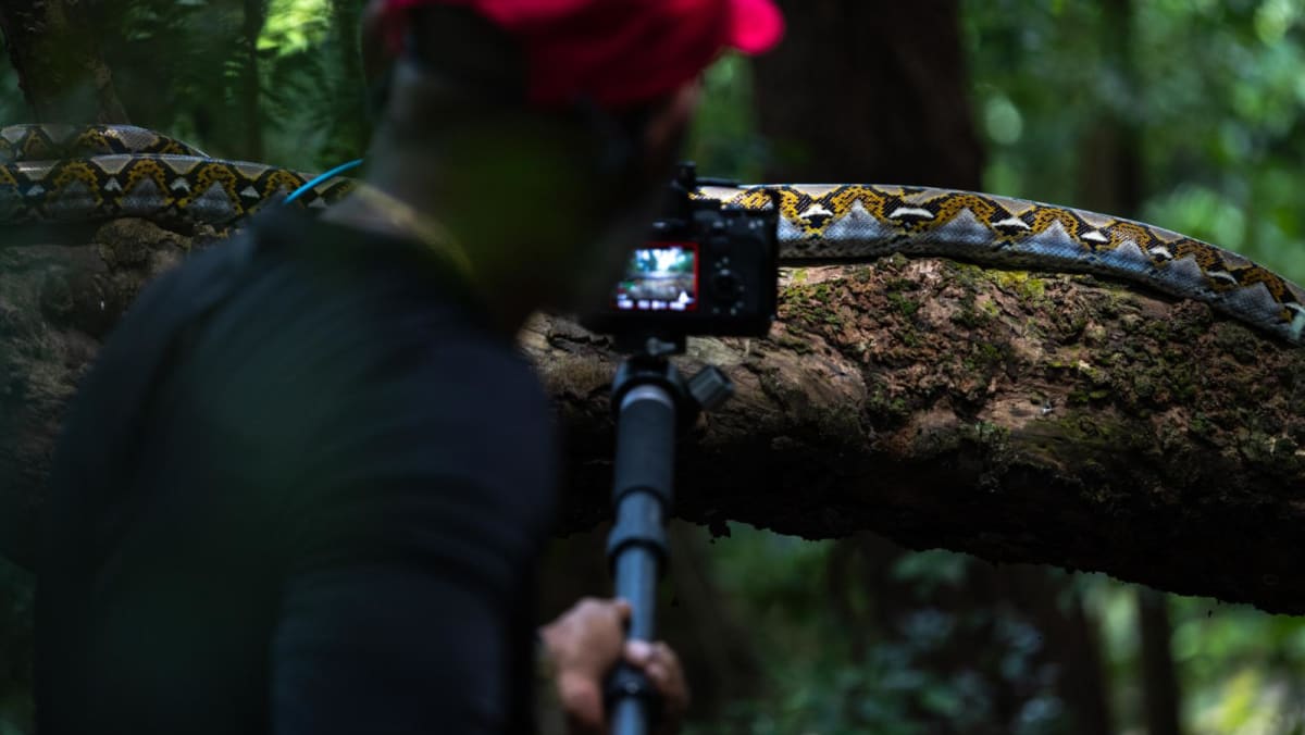 In Pictures: Snakes and marine life you don’t always see at Sentosa