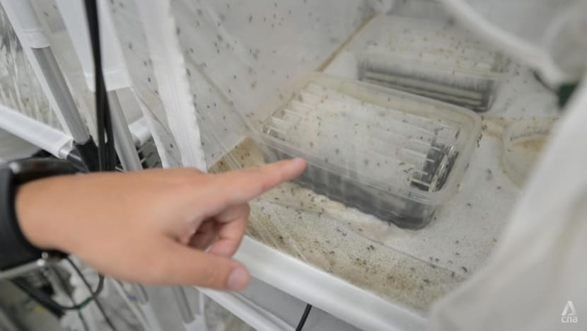 Singapura lepaskan 300 juta nyamuk Wolbachia untuk atasi demam berdarah dengue
