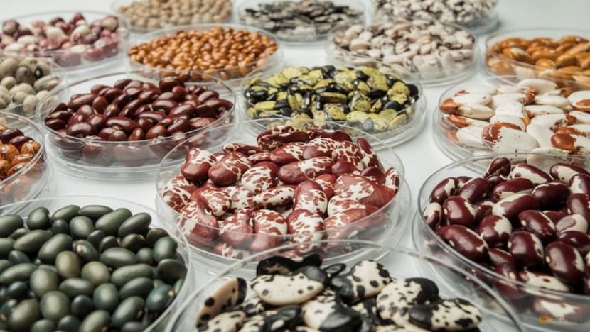 Colombia's Duque opens gene bank for long-term crop conservation Colombia's Duque opens gene bank for long-term crop conservation