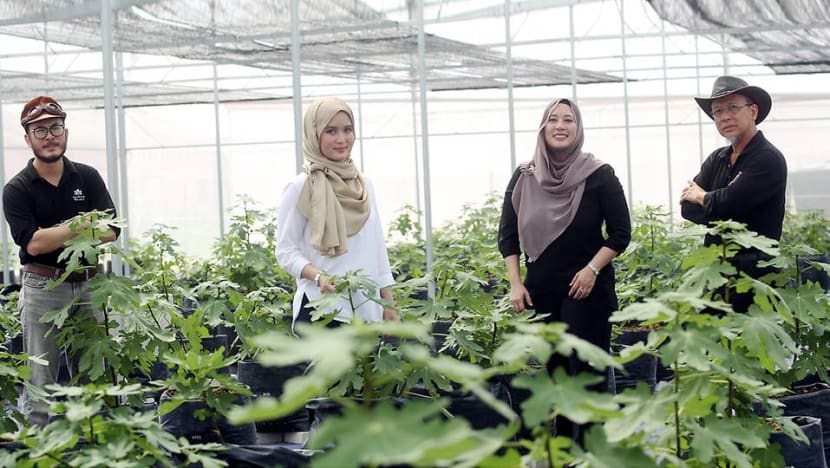 Meet the family of architects growing figs in the Selangor suburbs