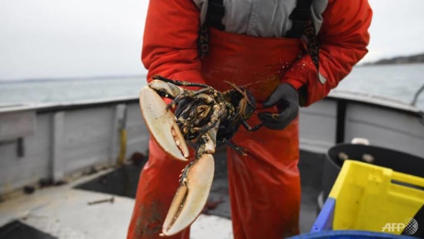 Australian lobster halted by Chinese customs checks, fuels trade dispute concerns Australian lobster halted by Chinese customs checks, fuels trade dispute concerns