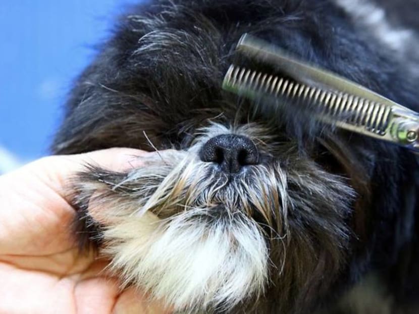 In Vienna, getting a haircut can be easier for dogs than their owners In Vienna, getting a haircut can be easier for dogs than their owners