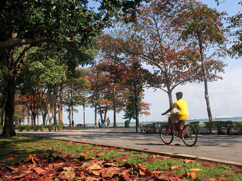 ‘Autumn’ in Singapore at East Coast Park