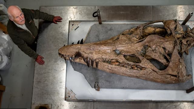 英国发现史上最完整蛇颈龙颅骨化石 