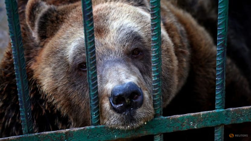Behind bars no longer, Albania's last restaurant bear Behind bars no longer, Albania's last restaurant bear