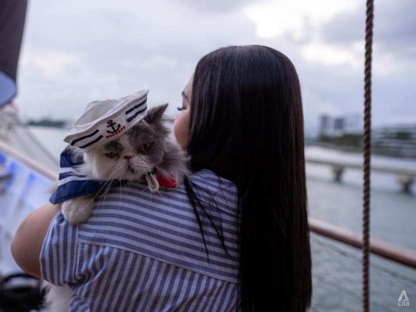 I went on a cat cruise in Singapore and had a 'pawsitively' good time I went on a cat cruise in Singapore and had a 'pawsitively' good time