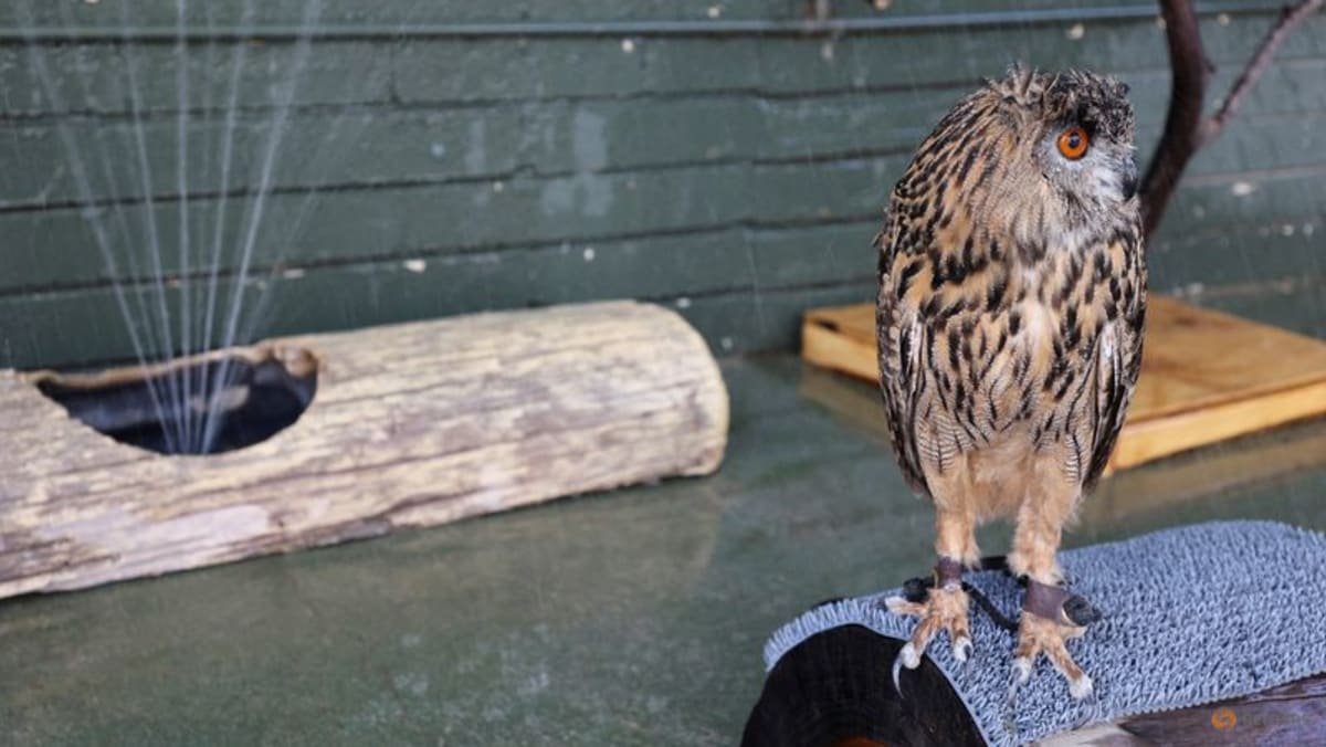 At sweltering Phoenix Zoo, showers for owls and icy treats for monkeys - Vimarsana News