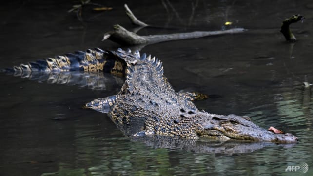 CNA Explains: How common are crocodiles in Singapore and why was the one found on a beach put down?