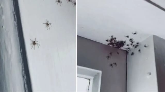 住家墙上惊现数百只蜘蛛 澳洲母女冷静以对