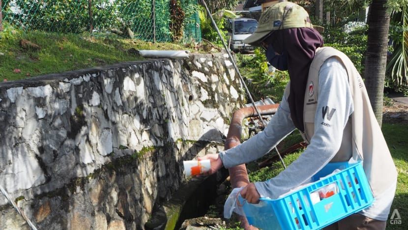 ‘They are my friends’: In Malaysia, Wolbachia mosquitoes fight their dengue-carrying counterparts ‘They are my friends’: In Malaysia, Wolbachia mosquitoes fight their dengue-carrying counterparts