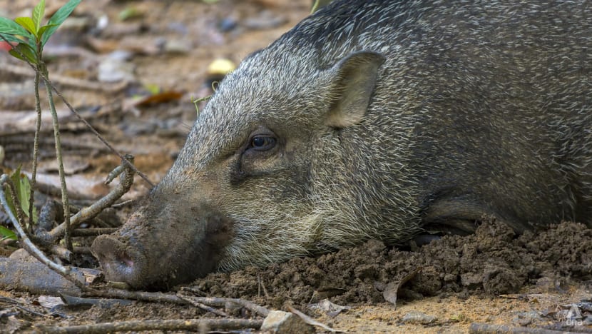 The Climate Conversations: Look beyond fencing and trapping animals to prevent human-wildlife conflict, say experts The Climate Conversations: Look beyond fencing and trapping animals to prevent human-wildlife conflict, say experts