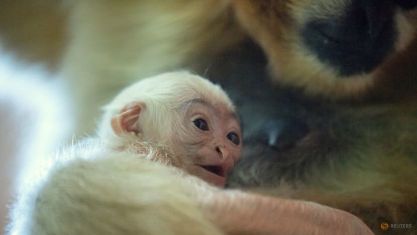 Rare white-cheeked gibbon born in Polish zoo Rare white-cheeked gibbon born in Polish zoo