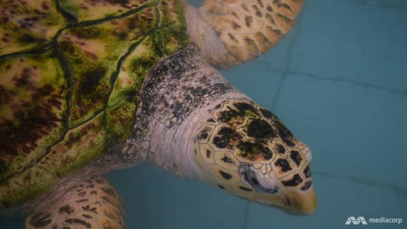 Where to lay my eggs? Endangered hawksbill turtles face shrinking nesting grounds in Melaka Where to lay my eggs? Endangered hawksbill turtles face shrinking nesting grounds in Melaka