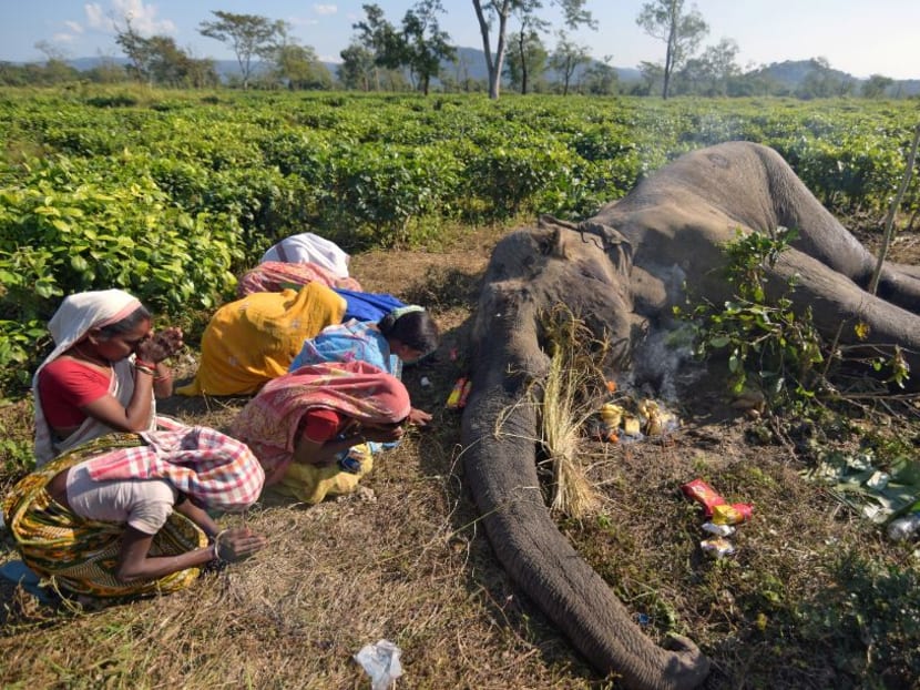 Photo of the day: Women pray next to the carcass of a male elephant, who according to forest officials succumbed to injuries after a fight with another elephant Monday night, at a tea garden in Nagaon district in the northeastern state of Assam, India, on Tuesday, December 4, 2018.
