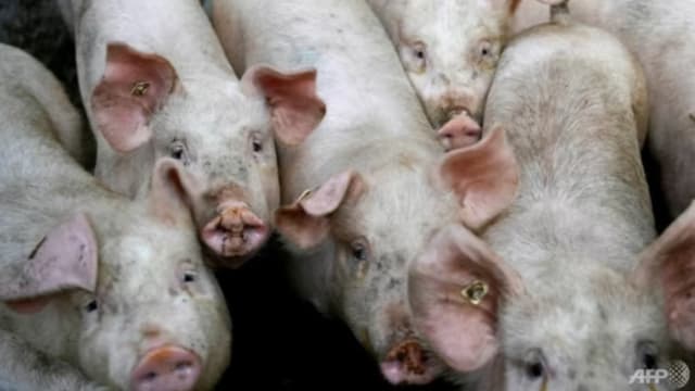 印尼爆发非洲猪瘟疫情 食品局：或要一年印尼才恢复出口新鲜猪肉