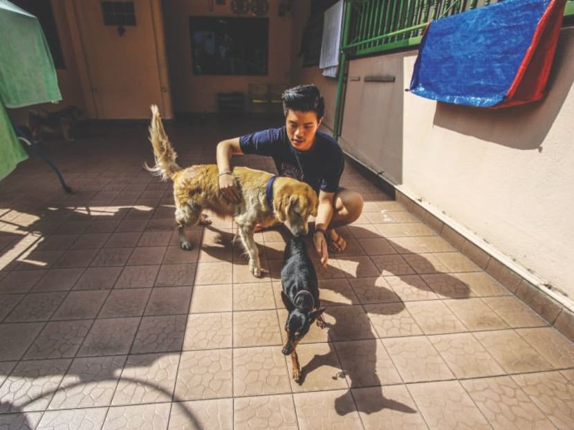 Mr Wong Wern Chin, a neighbour of the Lim family, playing with Amber and Sugar. Photo: Malay Mail