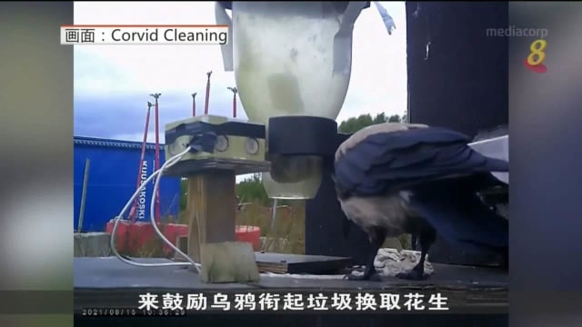 瑞典训练乌鸦捡垃圾 当起城市清道夫