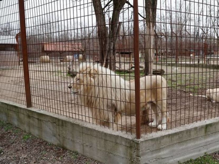 Reeling from pandemic, Hungarian zookeeper puts price tag on his life's work Reeling from pandemic, Hungarian zookeeper puts price tag on his life's work