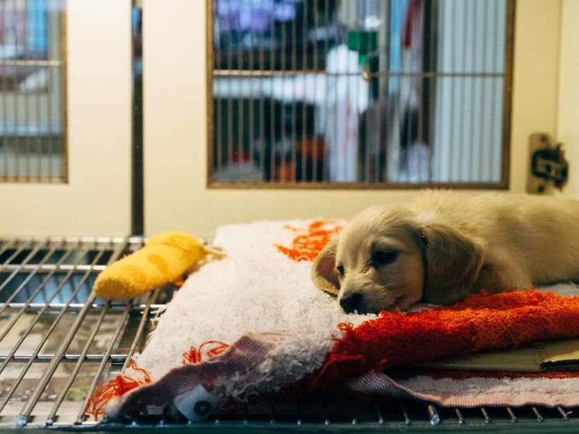 After euthanasia of Loki the dog, vets and animal groups debate putting down healthy pets After euthanasia of Loki the dog, vets and animal groups debate putting down healthy pets