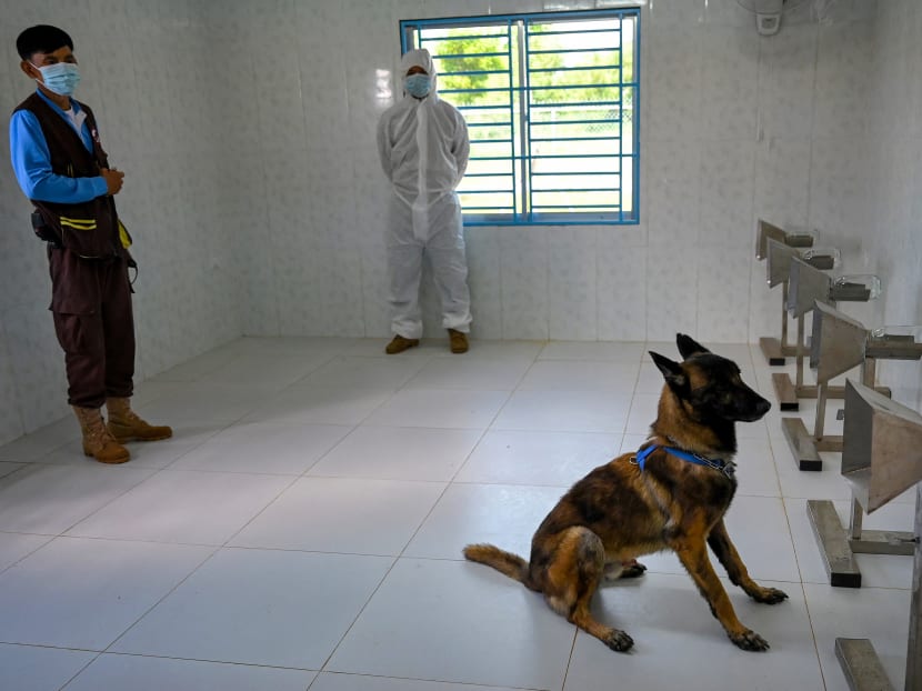 A dog sniffing samples from Covid-19 coronavirus patients during a training session on Sept 27, 2021, at the Cambodian Mine Action Centre (CMAC) in Kampong Chhnang province, where Cambodia's anti-landmine authorities are training dogs to detect Covid-19.