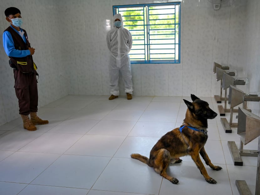 A dog sniffing samples from Covid-19 coronavirus patients during a training session on Sept 27, 2021, at the Cambodian Mine Action Centre (CMAC) in Kampong Chhnang province, where Cambodia's anti-landmine authorities are training dogs to detect Covid-19. A dog sniffing samples from Covid-19 coronavirus patients during a training session on Sept 27, 2021, at the Cambodian Mine Action Centre (CMAC) in Kampong Chhnang province, where Cambodia's anti-landmine authorities are training dogs to detect Covid-19.