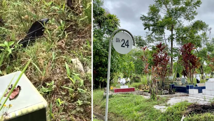 NParks terima 200 maklum balas tentang ular tedung sejak 12 bulan lalu NParks terima 200 maklum balas tentang ular tedung sejak 12 bulan lalu