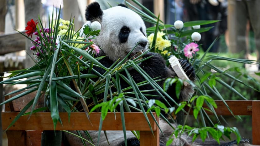 20230829 afp panda