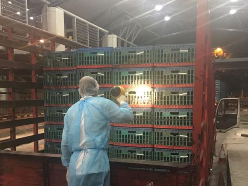 An AVA inspector inspections imported live poultry upon the shipments arrival at Tuas checkpoint. Photo: AVA