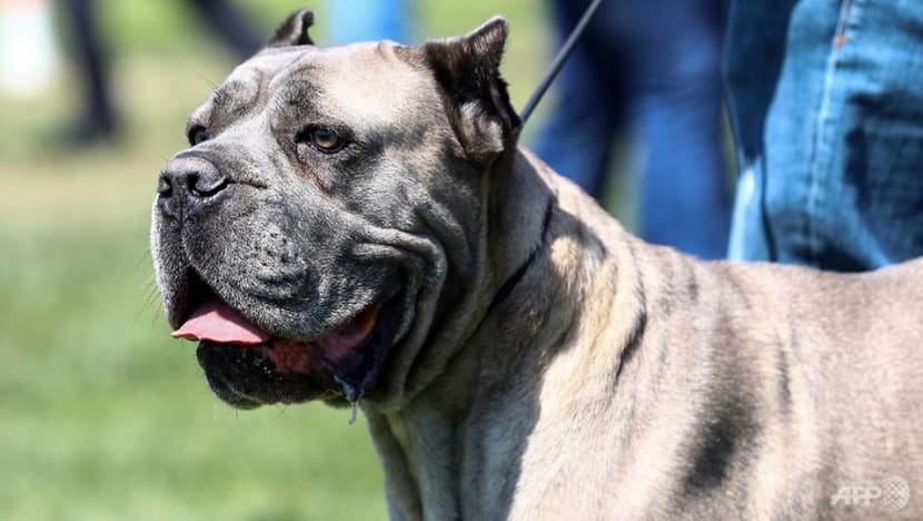 US man teaching dog how to drive arrested after high-speed chase US man teaching dog how to drive arrested after high-speed chase