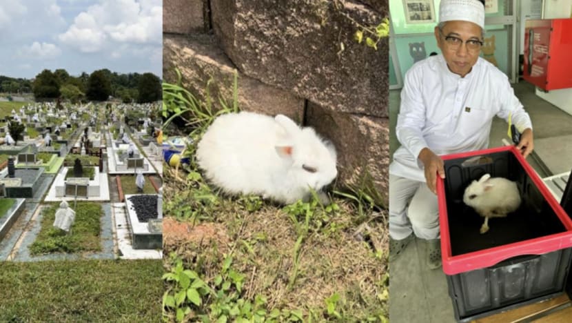 Arnab putih kebuluran diselamatkan dari kubur Pusara Aman Arnab putih kebuluran diselamatkan dari kubur Pusara Aman