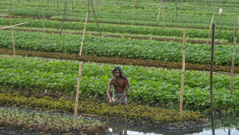 Floating farms, salt-resistant rice: Bangladeshis adapt to survive Floating farms, salt-resistant rice: Bangladeshis adapt to survive