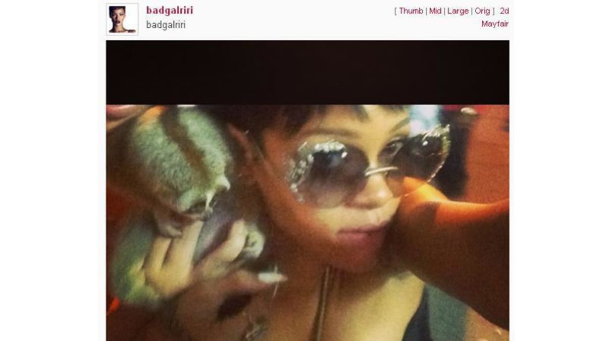 Thai Pair Arrested After Rihanna Posts Photograph With Slow Loris Today