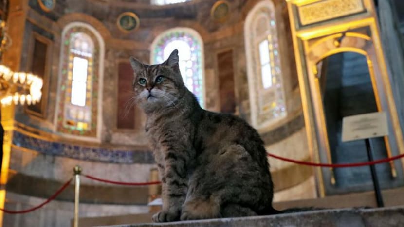 Kematian Gli, kucing ikonik Hagia Sophia di Istanbul diratapi