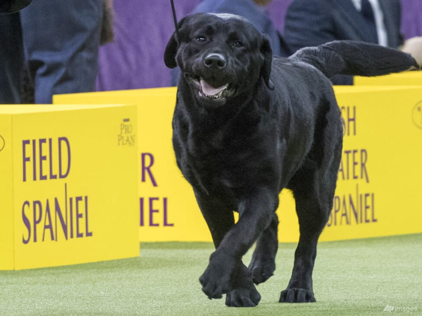 best kennel club