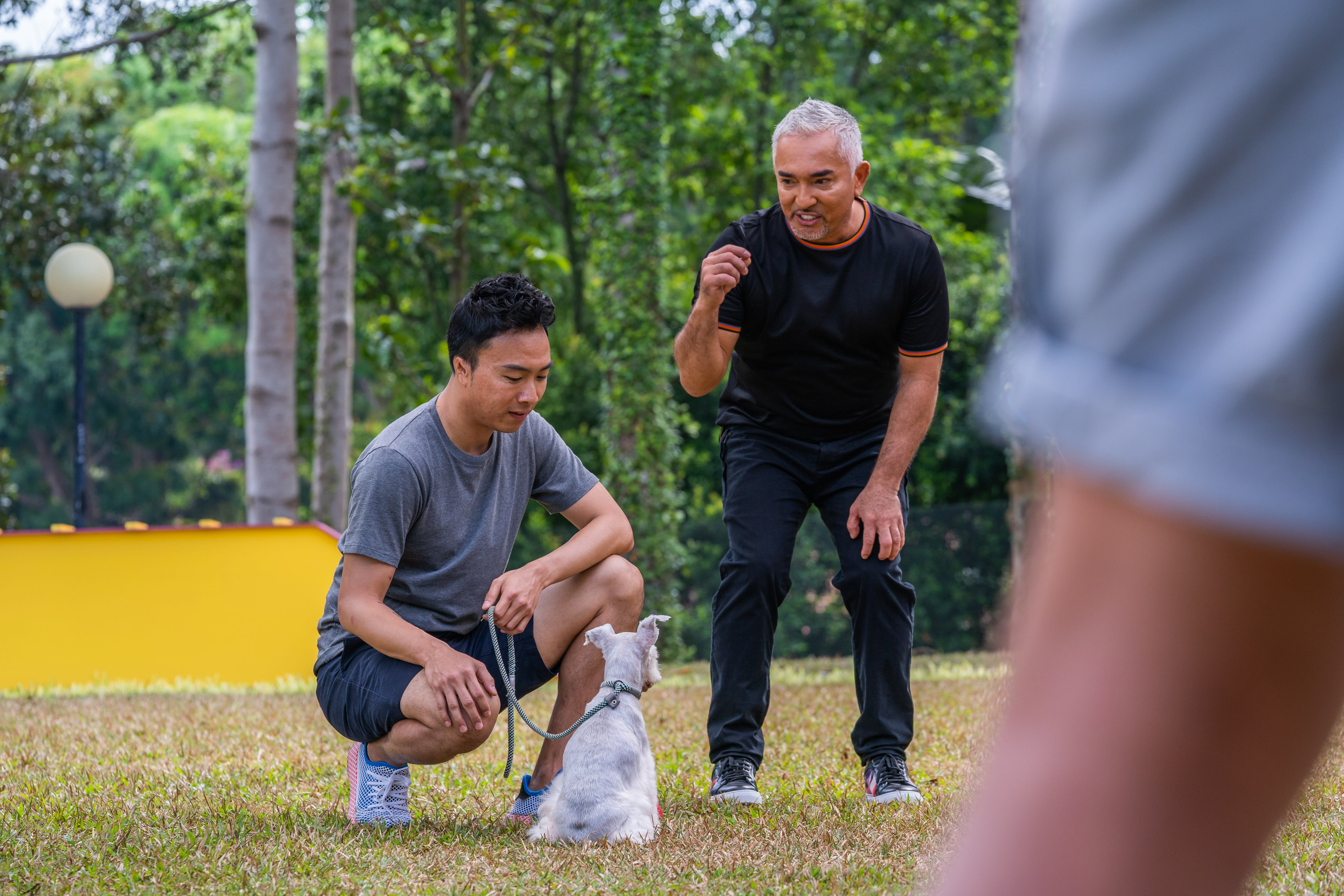 Is Your Dog Misbehaving? It’s Not The Dog, It’s You, Says Cesar Millan Is Your Dog Misbehaving? It’s Not The Dog, It’s You, Says Cesar Millan