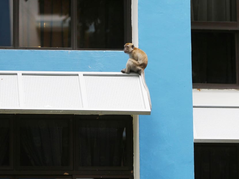 The letter writer says the authorities must make it clear that wildlife removal is a temporary solution, and that monkeys can be reconditioned and relocated to the nature reserves. TODAY file photo
