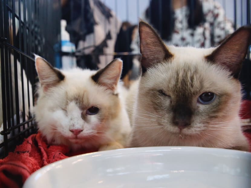 Two of the 18 Siamese cats at an adoption booth organised by Saving The Siameses on Sept 17 to re-home the first batch of the 94 Siamese cats that were rescued from a flat in Fernvale Link during a massive evacuation operation in June 26. Photo by Najeer Yusof