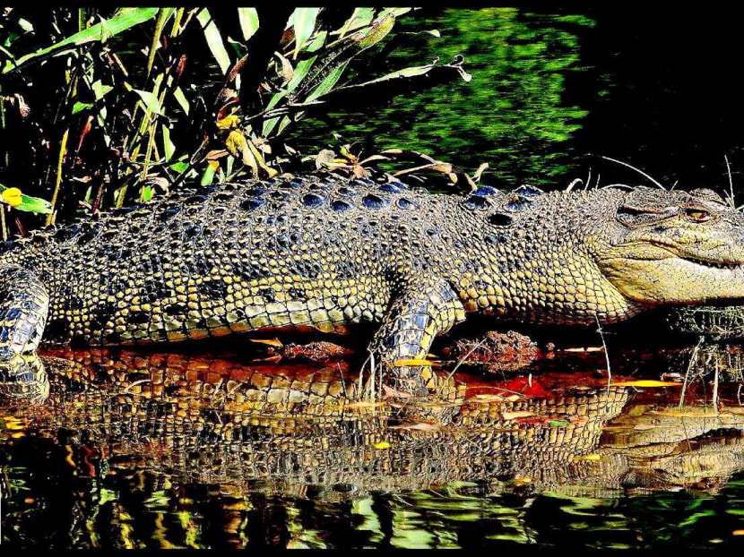 Gallery: 3 best nature trails to see Singapore’s surprisingly diverse wildlife