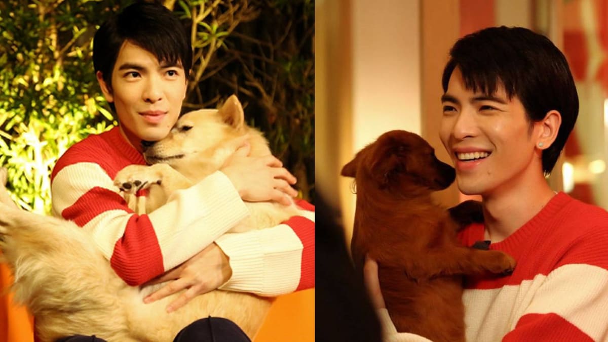 No One Loves Stray Animals More Than Jam Hsiao - TODAY