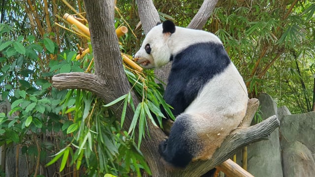 【直播】大熊猫凯凯下周庆祝生日 野生动物保育集团为它送上“神秘礼物”