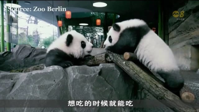 德国四岁双胞胎熊猫将送返中国