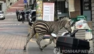 Zirafah ditangkap 3 jam setelah terlepas dari taman haiwan Seoul
