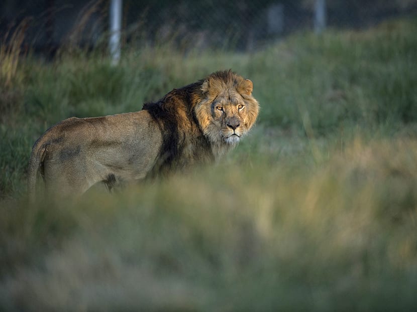 This 2015 file photo shows a lion coming from an abusive background in Europe pictured after being released at the Lionsrock Lions Sanctuary, in Bethlehem, South Africa, where he with others will be rehabilitated for more than four years. Photo: AFP