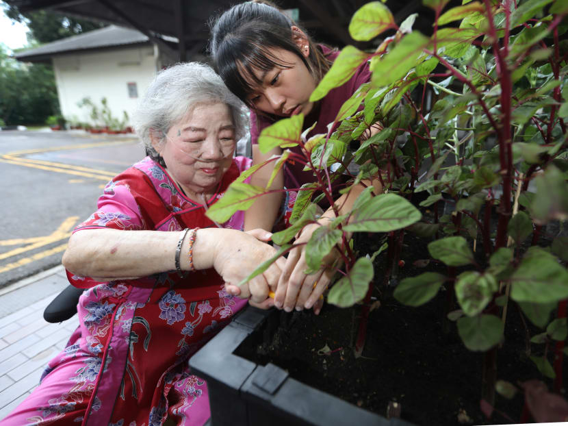 Palliative care patient Chang Sin Ngoh (left) and occupational therapist Joyce Seah picking vegetables at a garden in Alexandra Hospital, which serves as a healing space for patients under its Therapeutic Horticulture Programme.
