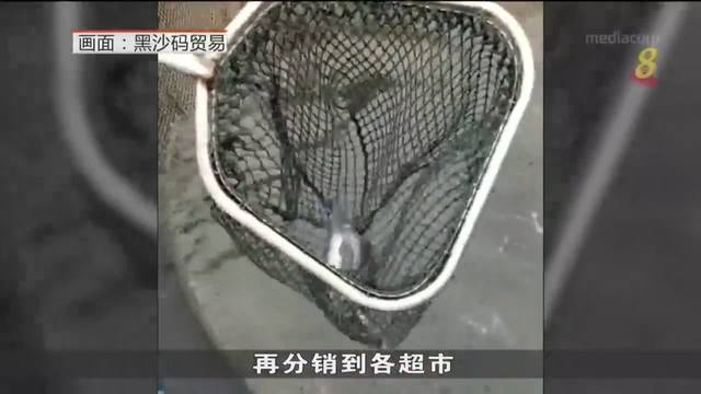 裕廊渔港关闭两周 民众改向本地渔场买鲜鱼