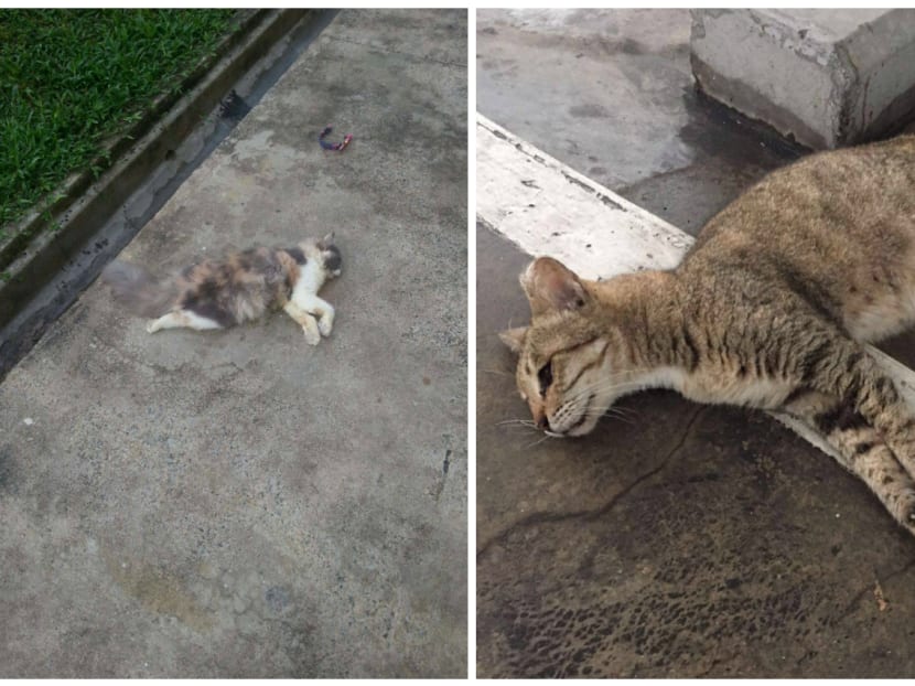 The two dead cats found in Yishun on Monday morning (July 25). Photo: Yishun 326 tabby cat/Facebook